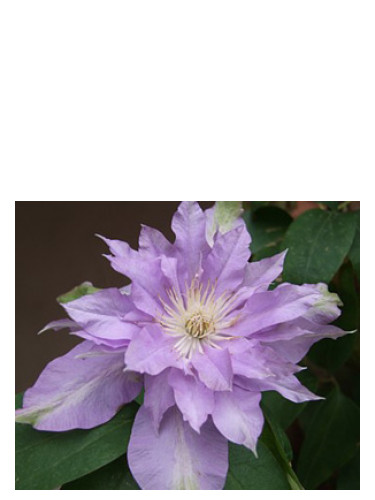 Fleur De Lilac