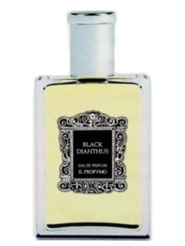 Black Dianthus