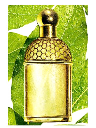 Aqua Allegoria Laurier - Reglisse