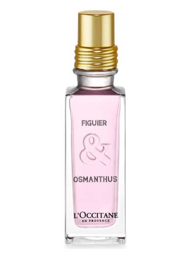 Figuier & Osmanthus