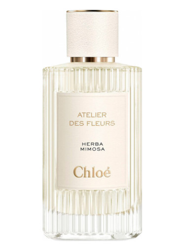 Herba Mimosa