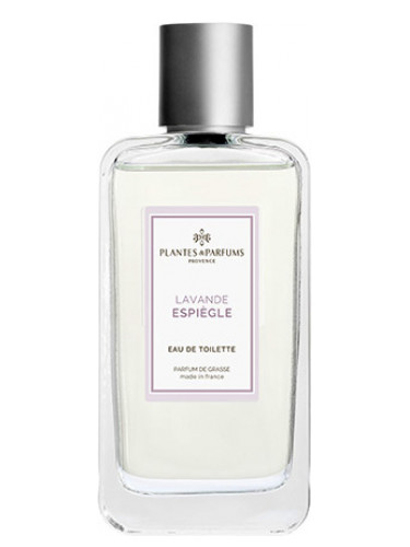 Lavande Espiègle