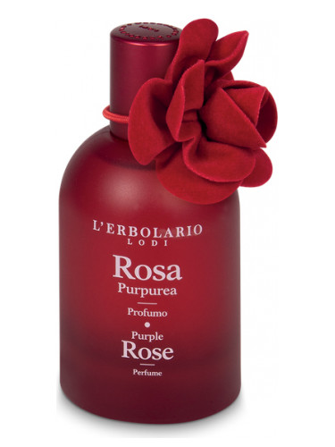 Purple Rose - Rosa Purpurea